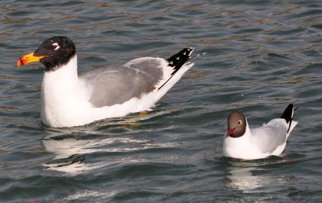 pallas and brwon headed gull